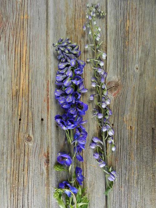 HYBRID  PURPLE DELPHINIUM